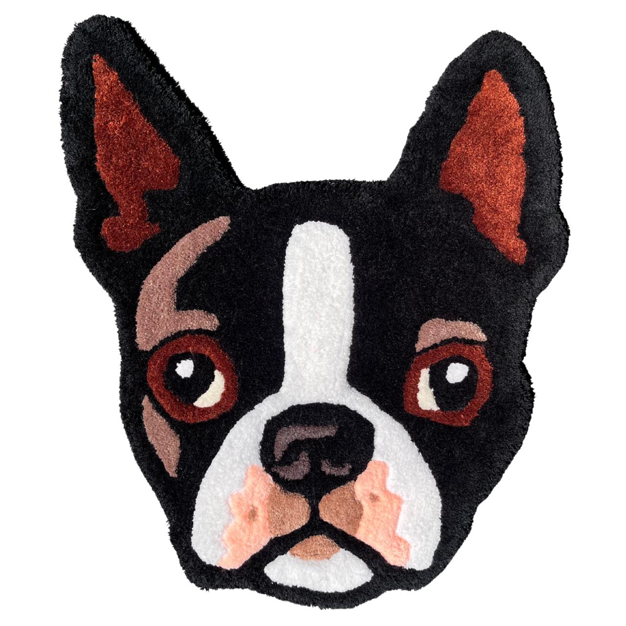 Animal domestique (Boston Terriër)