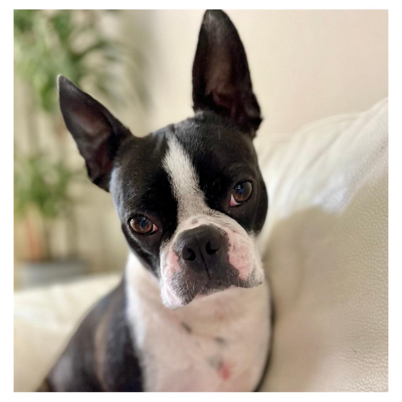 Animal domestique (Boston Terriër)