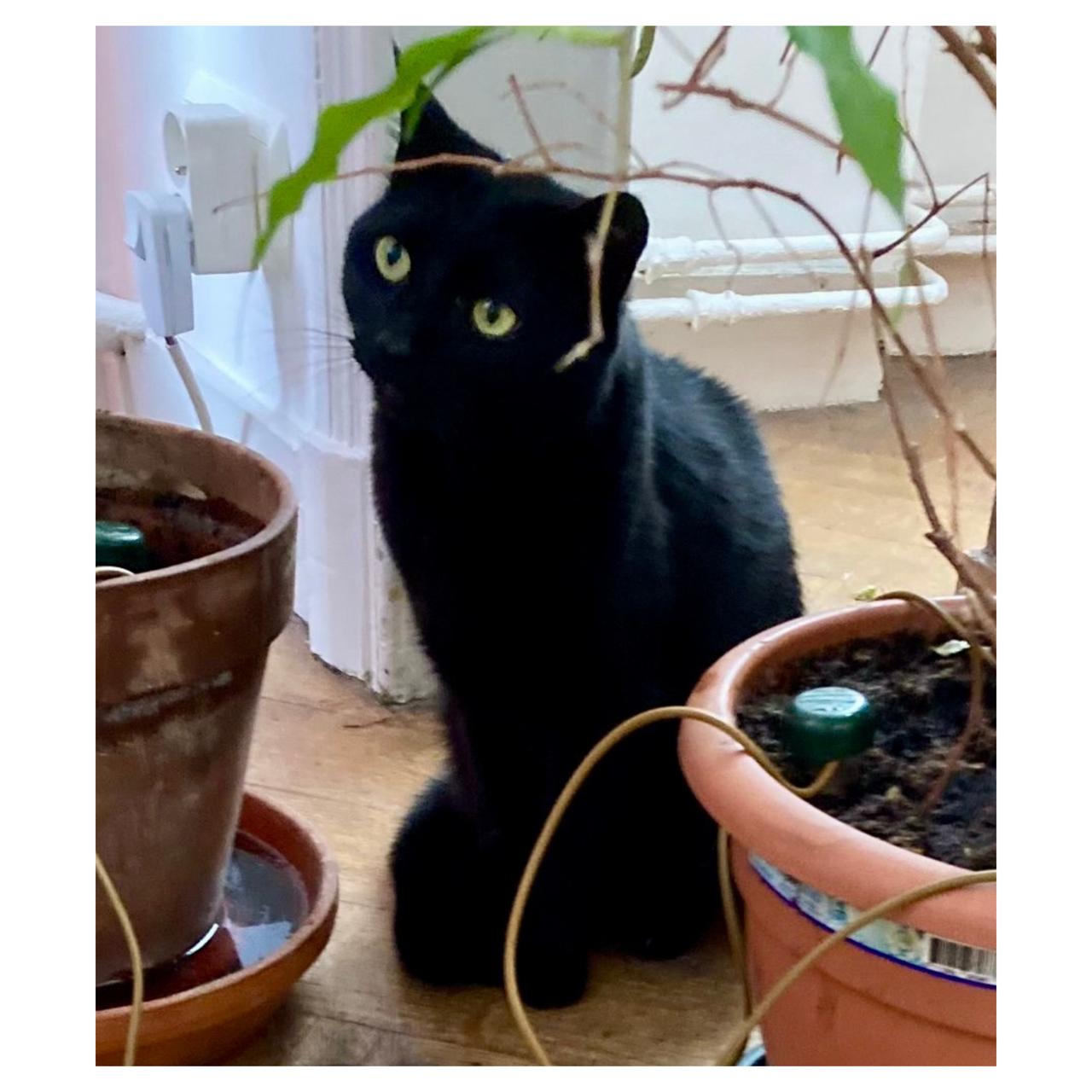 Animal domestique (Chat, Chokki)