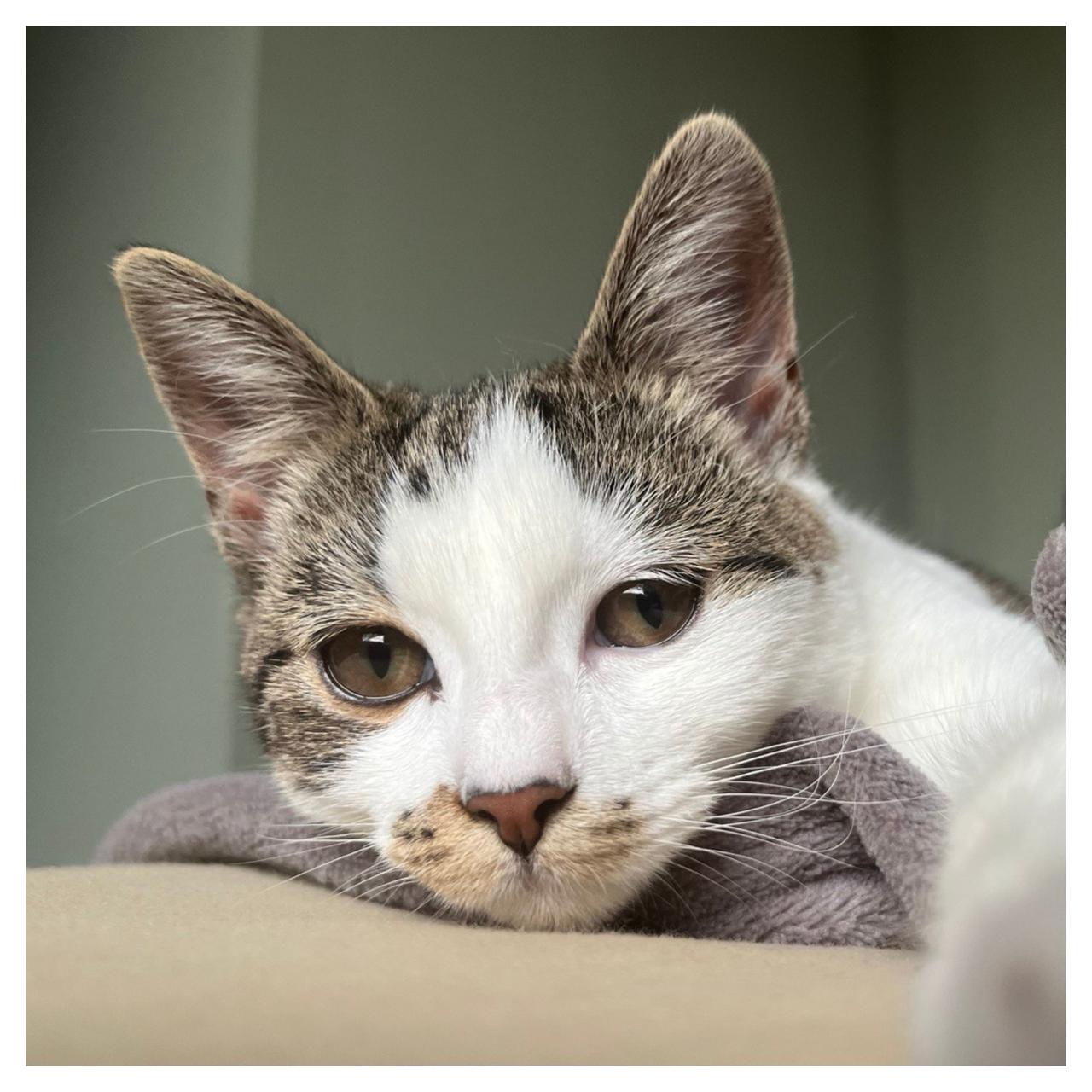 Animal domestique (Chat, Molly)