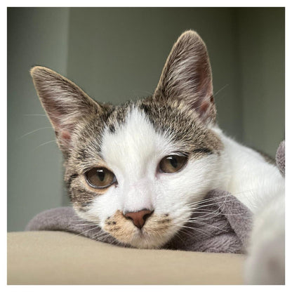 Huisdier (Kat, Molly)